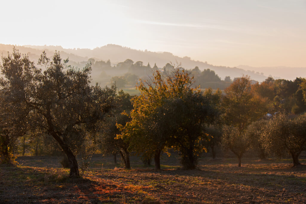 Contemplare è vedere con occhi nuovi, liberi, per dire la purezza imparata nei giochi e mai dimenticata. Osservare come fosse una poesia ciò che pensiamo non ci riguardi, e imparare con leggerezza a conservare e proteggere la meraviglia.